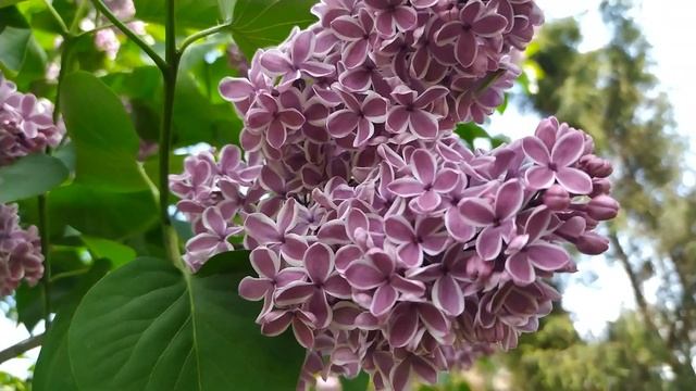 О сирени, с удовольствием от вида красоты смотреть онлайн