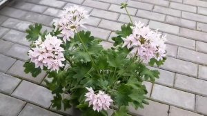 Пеларгония(герань) - Квантум Лайт Пинк из семян♥️??