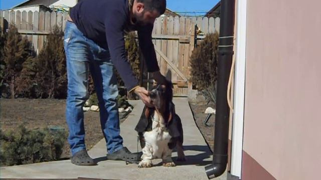 Basset Hound training смотреть онлайн