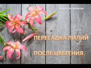 Пересадка лилий после цветения.