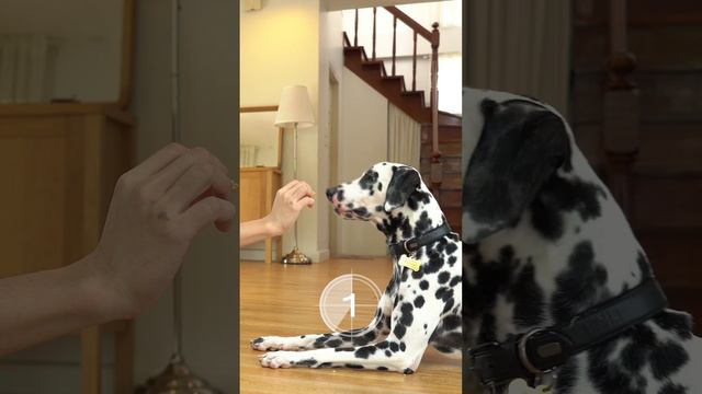 Пишите в комментариях сколько пород удалось угадать👇🏼 #собака #дрессировкасобак #АннаТимофеева смотреть онлайн