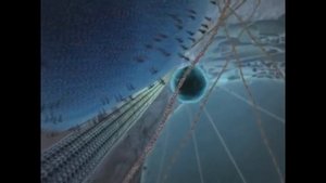 Белок кинезин везет мембранный пузырек по микротрубочке, которая является транспортной артерией кле