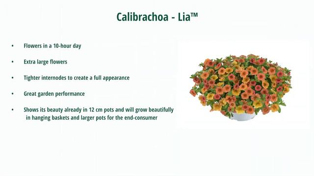 FlowerTrials 2018 - Danziger смотреть онлайн