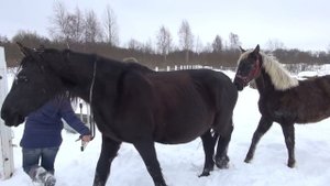 Отбивка жеребят от кобыл.