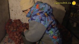 Избавление от гнили и порчи овощей в погребе