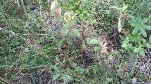 Черный орех сажаю семенами в открытый грунт