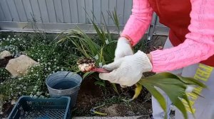 Когда и как убирать гладиолусы. Посеем Пожуем