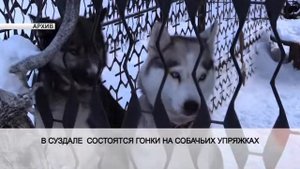 Гонки на собачьих упряжках