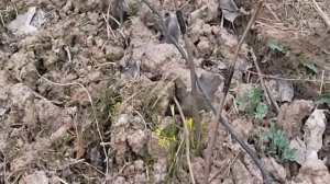 Прививка груши на иргу. Прошел месяц.