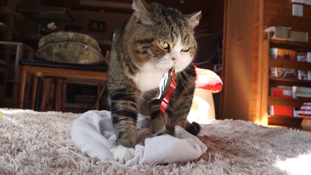Кошачья развлекуха