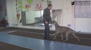 Осипян Камо и веймаранер Хантер. Тренировка. Тольятти, 21 марта 2021.