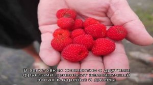 Розоволистная малина – колючая красавица