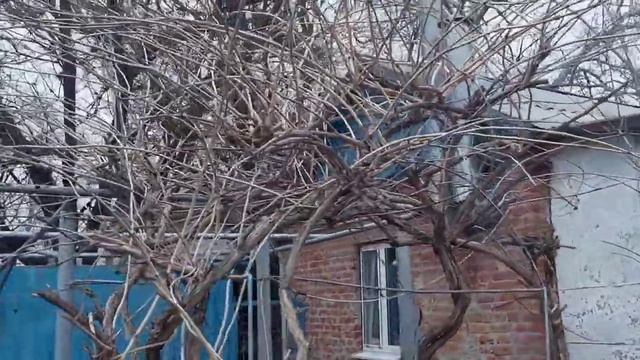 We are from Russia. Обрезаю чудо - юдо растение. Как называется? смотреть онлайн