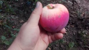 ЯБЛОНЯ РАННЕЗИМНЯЯ СОРТ РОЖДЕСТВЕНСКОЕ (РОССИЯ) /// ТРИПЛОИДНАЯ НОВИНКА