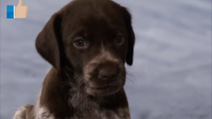 Собака, щенки  порода немецкого короткошерстного пойнтера. Смешные, милые и прикольные..