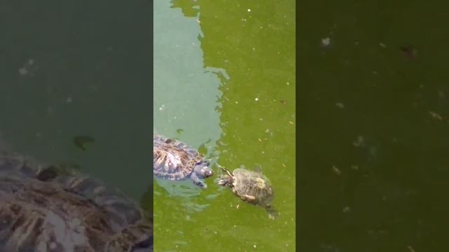 Кабардинка. Старый парк 2018 смотреть онлайн