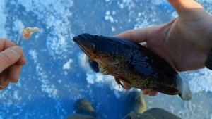 Первый лед,рыбалка на ротана!