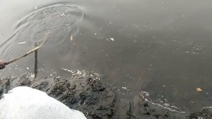 наживка на налима .минога- вьюн