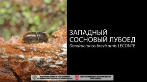 Западный сосновый лубоед (Dendroctonus brevicomis LeConte)