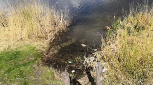 Китайские раколовки - легкий способ наловить живцов.