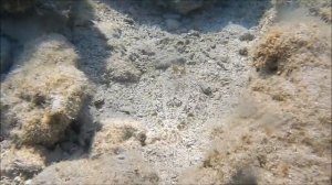 Рыбы красного моря, Камбала леопардовая, Ботус пятнистый, Bothus pantherinus , fish in red sea Egypt