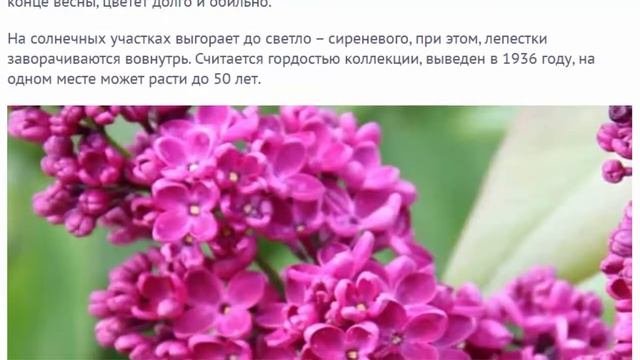 Сирень селекционера  Л.А. Колесникова  классификация по цвету.