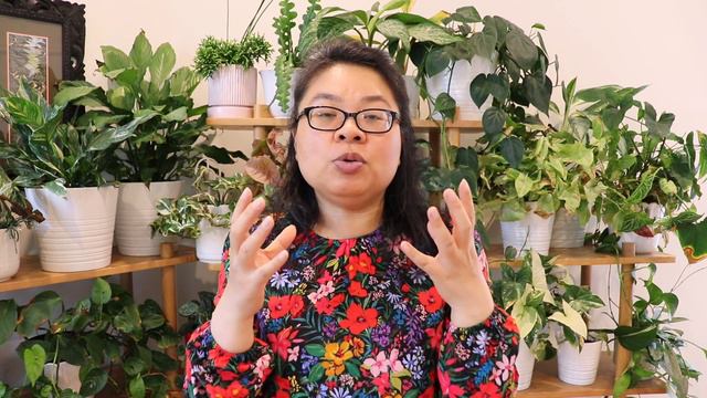 Easy ZZ plant propagation step by step смотреть онлайн