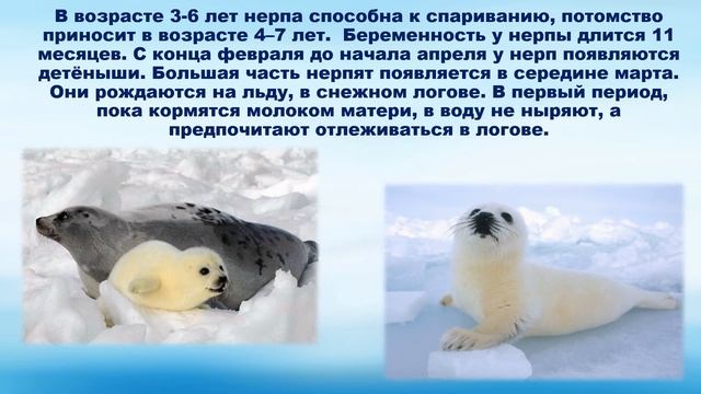 Виртуальное экологическое путешествие «Эти удивительные животные – нерпы»
