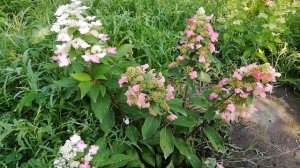 Гортензия Prim Red