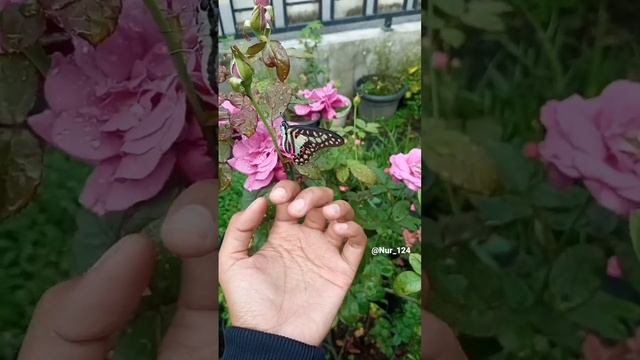 MashaAllah...  claude brasseur rose                          #butterfly #rosegarden #rose