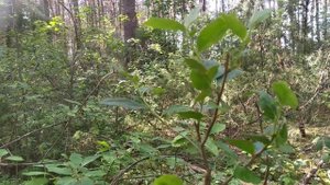 Прививка черноплодной рябина (Аронии) на красную рябину (обыкновенную).