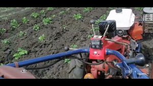мотоблок агро и самодельный дисковый окучник в работе.