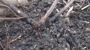 Самый лёгкий способ размножения клематиса. Результат укоренения клематиса за один сезон.