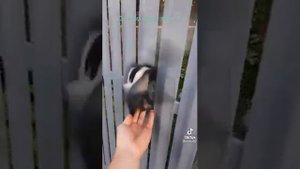 Птицы застряли в заборе