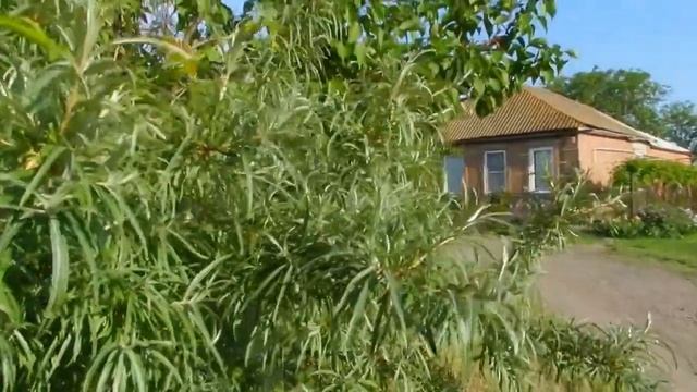 ОБЛЕПИХА ВЕСНОЙ. ПУШИСТАЯ! смотреть онлайн