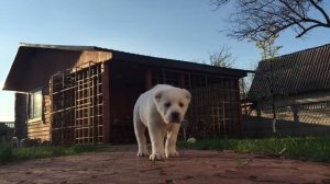 Алабай/ Alabai/ Liza Amore