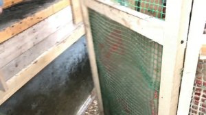Индюки Белые Широкогрудые. Зимнее Содержание.