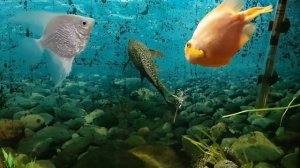 Рыба попугай и сом трагедия.