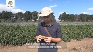 Мини-перец "Хамик" - "черри" среди перцев