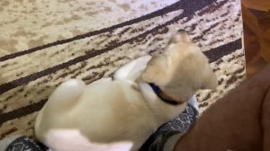 Как быстро приучить щенка к пеленке
