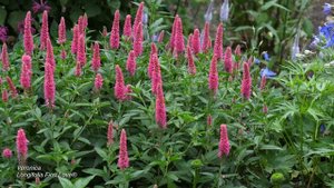 Veronica First Longifolia First Love® 4-K