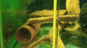 Очередной нерест L 184 сомов