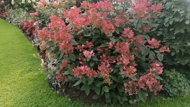 Hydrangea paniculata Skarainā hortenzija 'Early Sensation' смотреть онлайн