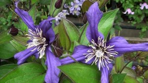 Clematis Garden