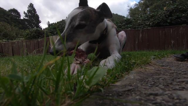 Staffy & Greyhound taking on the Mega Bully Challenge смотреть онлайн
