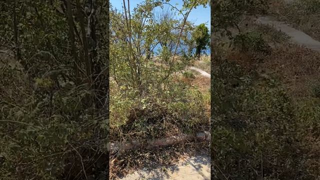 Делаем трехствольную трёхцветную штамбовую розу из огромного куста шиповника. Часть 1.НАЧАЛО.