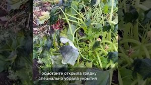 Что едят гуси ?Что нельзя гусям давать, а что гуси едят сами.У наших гусей большой выгул и ограниче