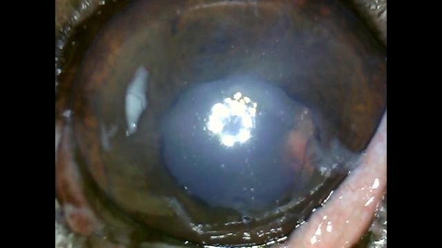 Сухой кератоконъюнктивит у собаки породы йоркширский терьер смотреть онлайн