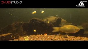 Сазан в аквариуме. Отдал сазанов.