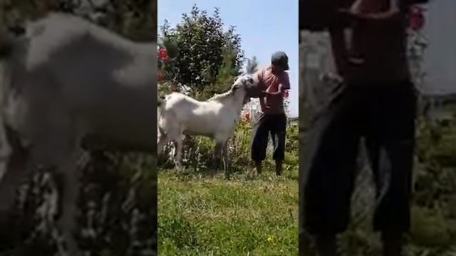 VID 20210722 WA0006 Восточные козы. Битал.Новосибирск. смотреть онлайн